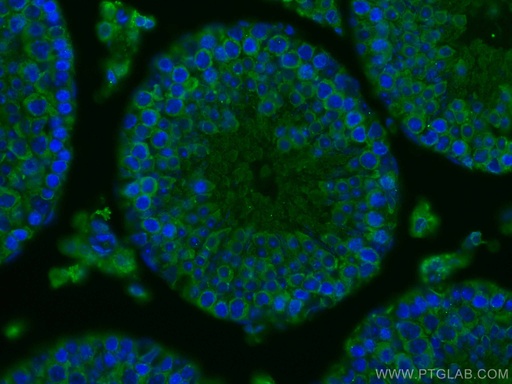 [67147-2-IG-150UL] DDX4,VASA Monoclonal antibody