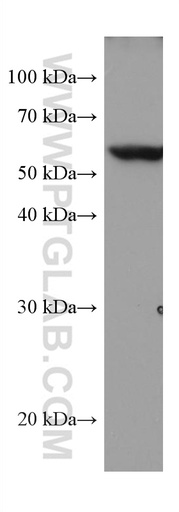 [67149-1-IG-20UL] TROVE2 Monoclonal antibody