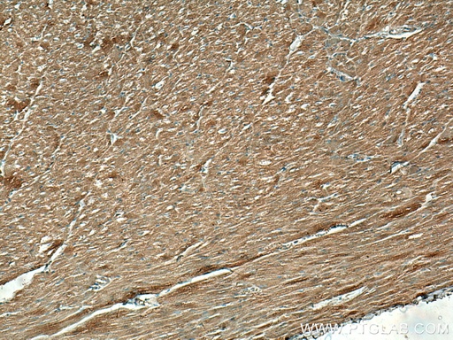 [67150-1-IG-20UL] FXYD1 Monoclonal antibody
