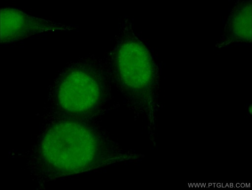 [67153-1-IG-20UL] DHX9 Monoclonal antibody