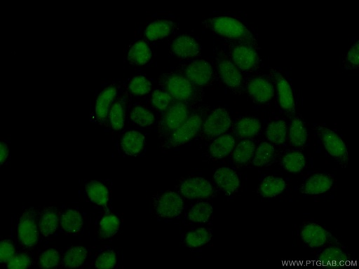 [67154-1-IG-20UL] SUMO2/3 Monoclonal antibody