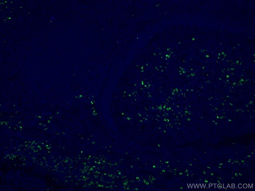 [67155-1-IG-150UL] CD138/Syndecan-1 Monoclonal antibody