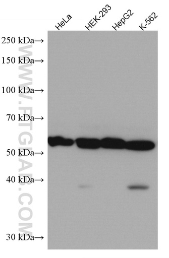 [67157-1-IG-150UL] TMPO/LAP2 Monoclonal antibody