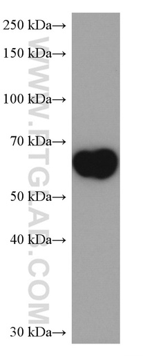 [67158-1-IG-20UL] PLVAP Monoclonal antibody