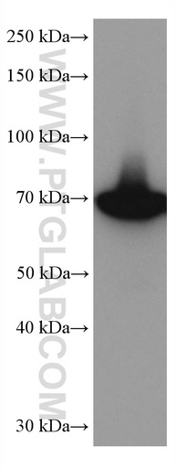 [67161-1-IG-150UL] GBP1 Monoclonal antibody