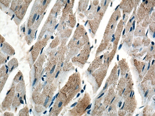 [67162-1-IG-20UL] COQ6 Monoclonal antibody