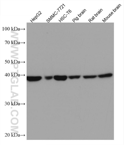 [67164-1-IG-150UL] DRG2 Monoclonal antibody