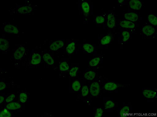 [67165-1-IG-20UL] HDAC2 Monoclonal antibody