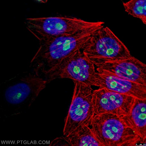 [67169-1-IG-20UL] GNL3 Monoclonal antibody