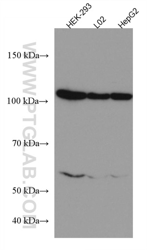 [67173-1-IG-20UL] HSPA4 Monoclonal antibody
