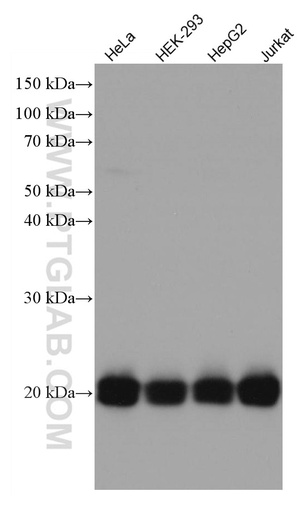 [67174-1-IG-150UL] RAP1B Monoclonal antibody