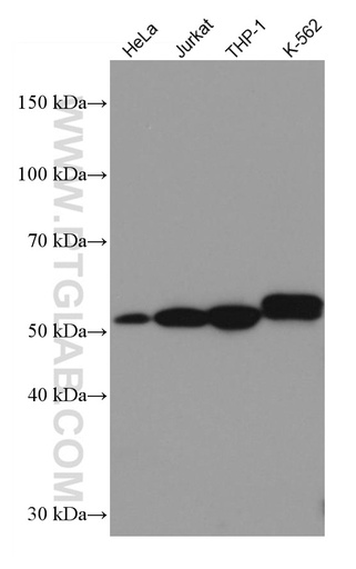 [67180-1-IG-150UL] IRAK4 Monoclonal antibody