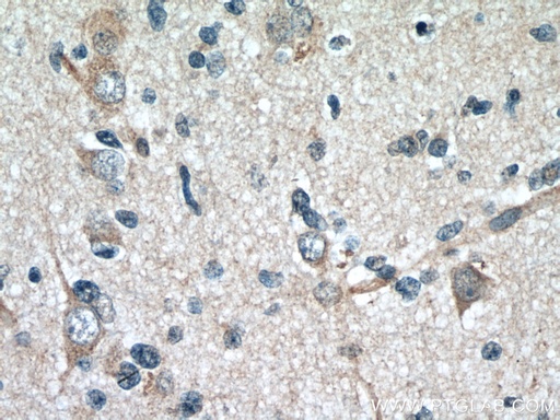 [67181-1-IG-20UL] GAS1 Monoclonal antibody
