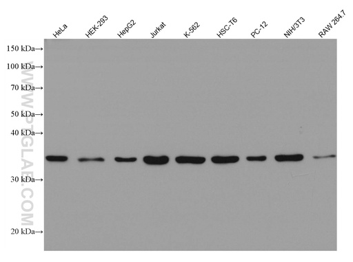 [67182-1-IG-150UL] AMPK Gamma 1 Monoclonal antibody
