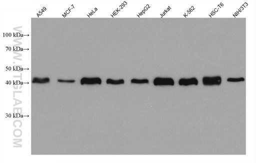 [67184-1-IG-150UL] DNAJA1 Monoclonal antibody