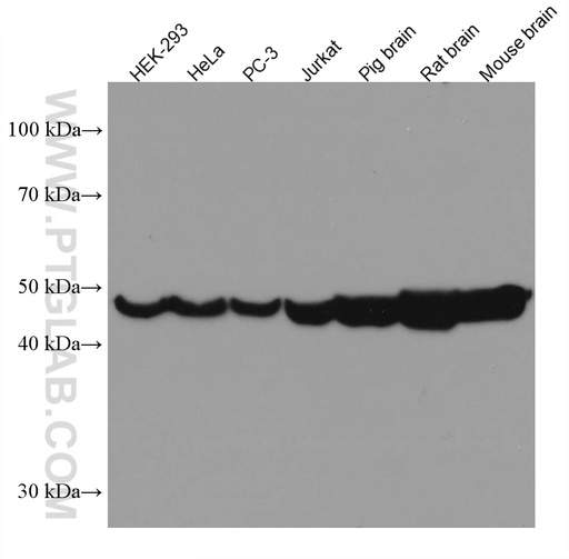[67187-1-IG-150UL] ENO1 Monoclonal antibody