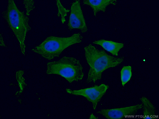 [67190-1-IG-20UL] KIF20A Monoclonal antibody