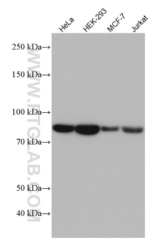 [67195-1-IG-150UL] NUFIP2 Monoclonal antibody