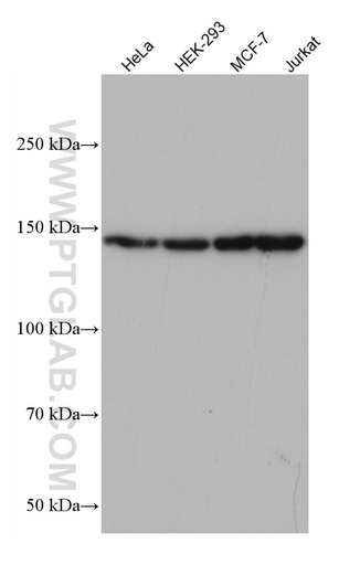 [67197-1-IG-150UL] SIN3A Monoclonal antibody