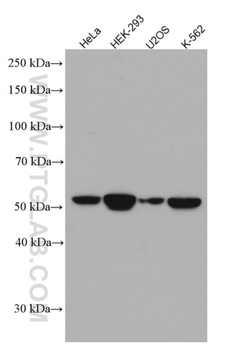 [67207-1-IG-20UL] FGFR1OP Monoclonal antibody