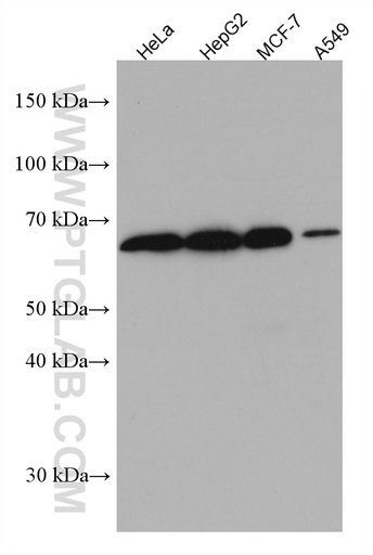 [67209-1-IG-150UL] DTX2 Monoclonal antibody