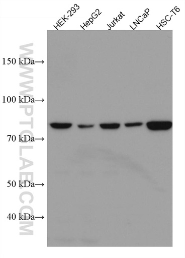[67211-1-IG-20UL] TBK1 Monoclonal antibody