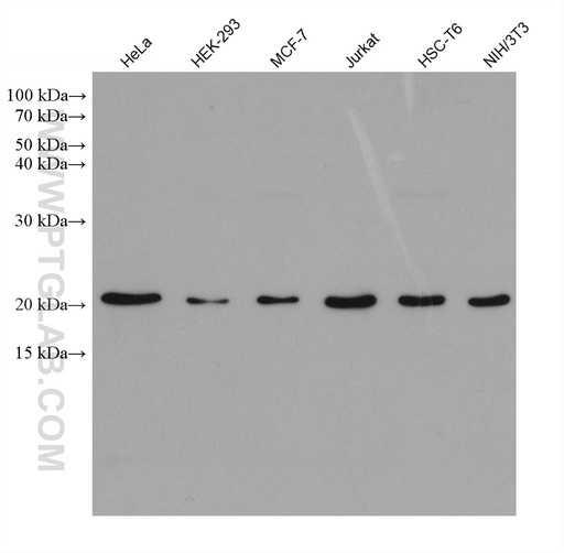 [67212-1-IG-20UL] CDC42 Monoclonal antibody