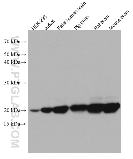[67213-1-IG-150UL] RHOQ/TC10 Monoclonal antibody