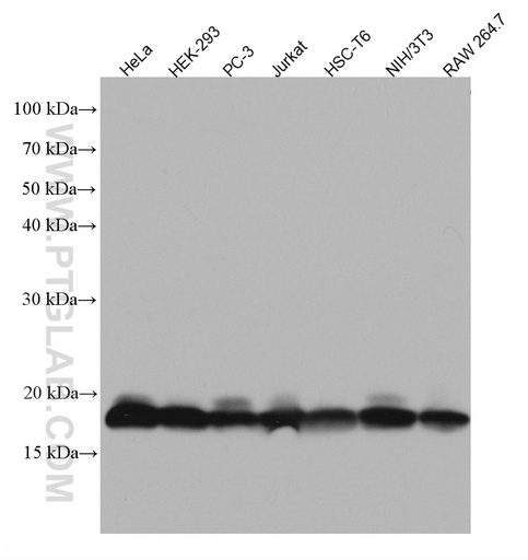 [67214-1-IG-20UL] EIF5A Monoclonal antibody
