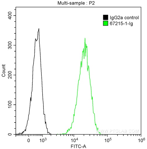 [67215-1-IG-150UL] BCAR1 Monoclonal antibody