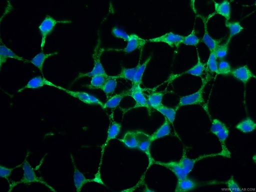 [67219-1-IG-150UL] VAMP4 Monoclonal antibody