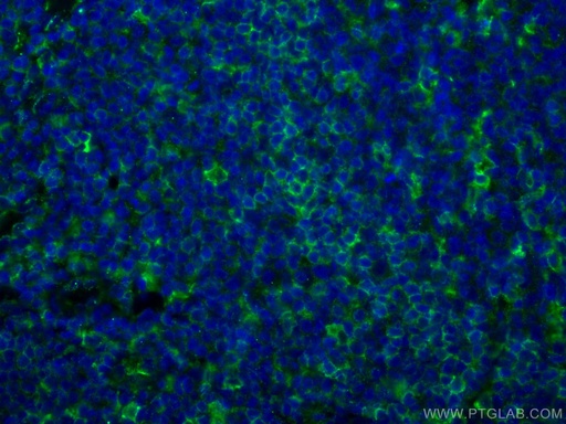 [67220-1-IG-20UL] LAIR1 Monoclonal antibody