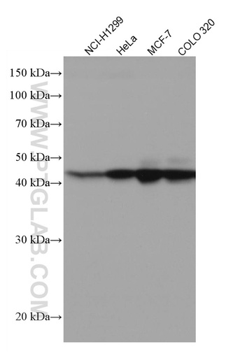 [67222-1-IG-150UL] XRCC3 Monoclonal antibody