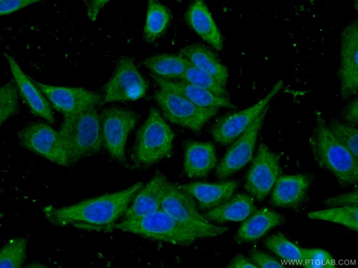 [67223-1-IG-20UL] RPL17 Monoclonal antibody