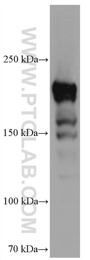 [67226-1-IG-20UL] DUOX1 Monoclonal antibody