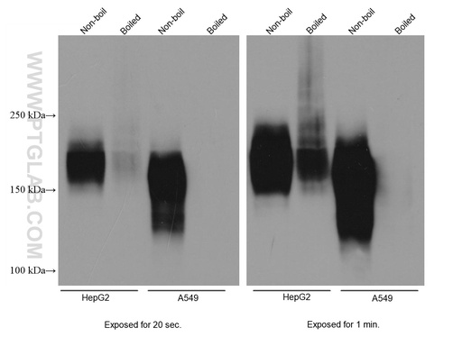 [67228-1-IG-20UL] MRP1 Monoclonal antibody