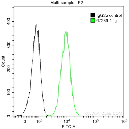 [67239-1-IG-150UL] CDC27; APC3 Monoclonal antibody