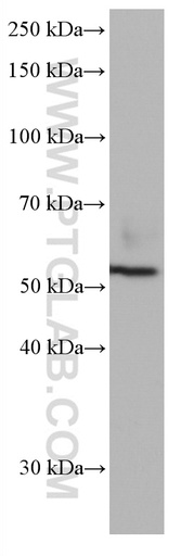 [67242-1-IG-150UL] CD300A Monoclonal antibody