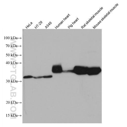 [67244-1-IG-150UL] TPM4 Monoclonal antibody