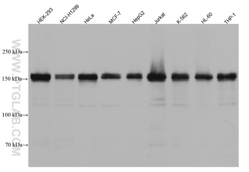 [67250-1-IG-20UL] HDAC6 Monoclonal antibody