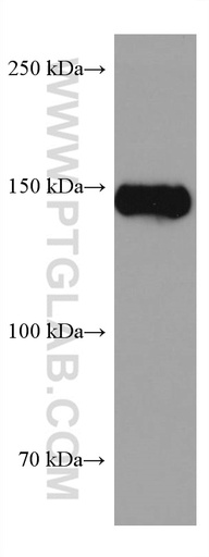 [67260-1-IG-20UL] BCR Monoclonal antibody