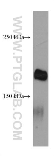 [67261-1-IG-20UL] LAMC3-Specific Monoclonal antibody