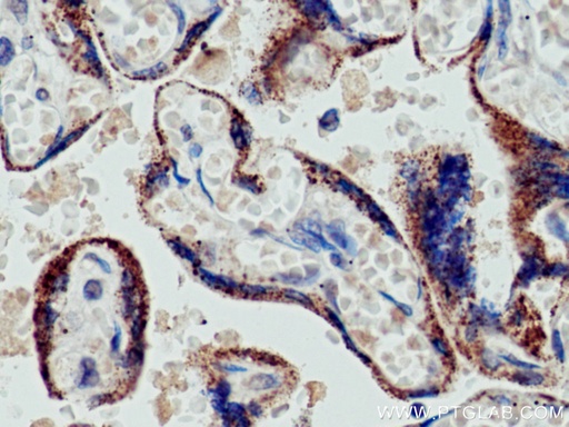 [67264-1-IG-20UL] CYP11A1 Monoclonal antibody