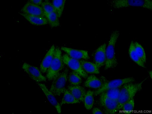 [67266-1-IG-20UL] KRAS-2A-specific Monoclonal antibody