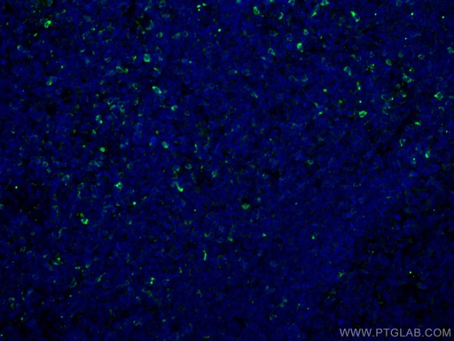 [67272-1-IG-20UL] Granzyme K Monoclonal antibody