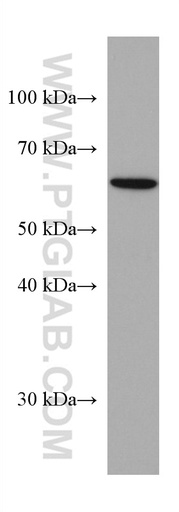 [67273-1-IG-20UL] VANGL2 Monoclonal antibody