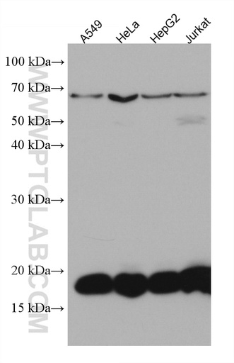 [67279-1-IG-20UL] ARF5 Monoclonal antibody