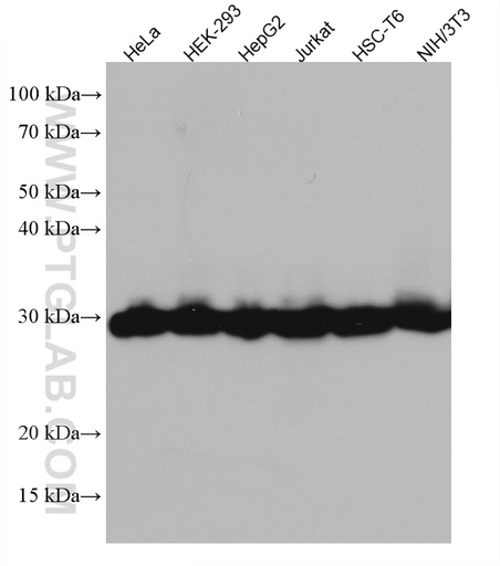 [67280-1-IG-150UL] SNRPN Monoclonal antibody