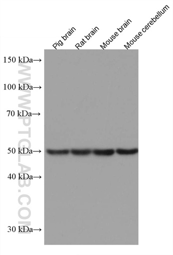 [67282-1-IG-150UL] DLX3 Monoclonal antibody