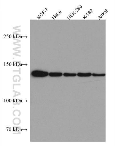 [67283-1-IG-20UL] ALG13 Monoclonal antibody